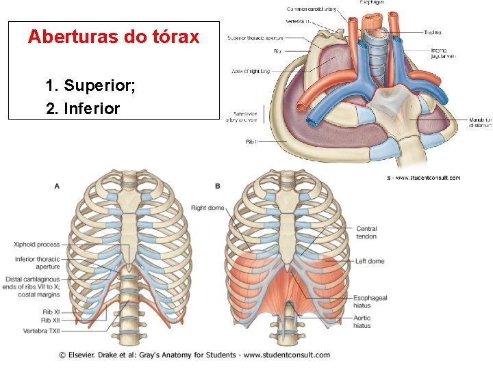 Aberturas do tórax 1. Superior; 2. Inferior 