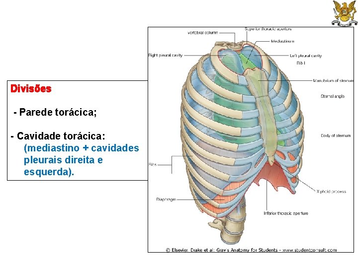 Divisões - Parede torácica; - Cavidade torácica: (mediastino + cavidades pleurais direita e esquerda).