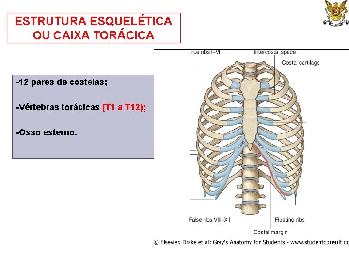 ESTRUTURA ESQUELÉTICA OU CAIXA TORÁCICA -12 pares de costelas; -Vértebras torácicas (T 1 a