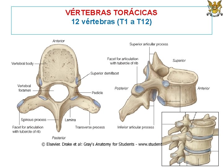 VÉRTEBRAS TORÁCICAS 12 vértebras (T 1 a T 12) 