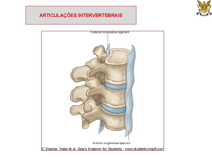 ARTICULAÇÕES INTERVERTEBRAIS 