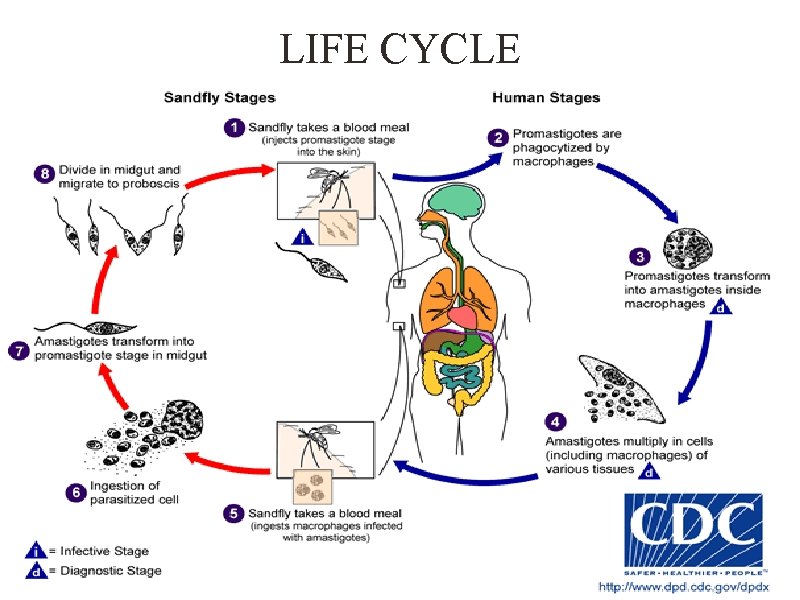 LIFE CYCLE 