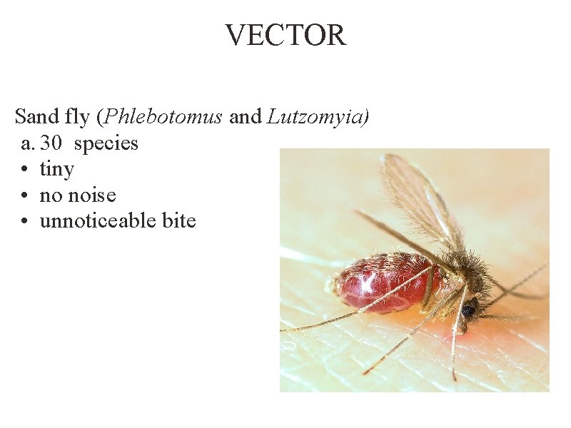 VECTOR Sand fly (Phlebotomus and Lutzomyia) a. 30 species • tiny • no noise