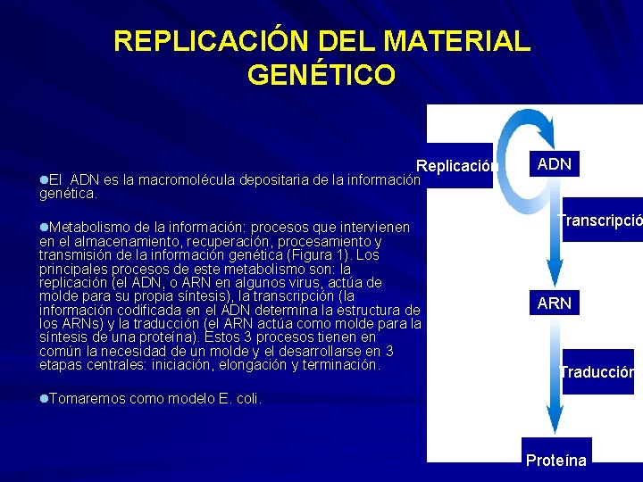 REPLICACIÓN DEL MATERIAL GENÉTICO Replicación l. El ADN es la macromolécula depositaria de la