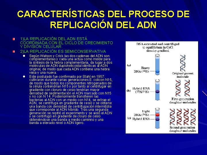 CARACTERÍSTICAS DEL PROCESO DE REPLICACIÓN DEL ADN 1)LA REPLICACIÓN DEL ADN ESTÁ COORDINADA CON