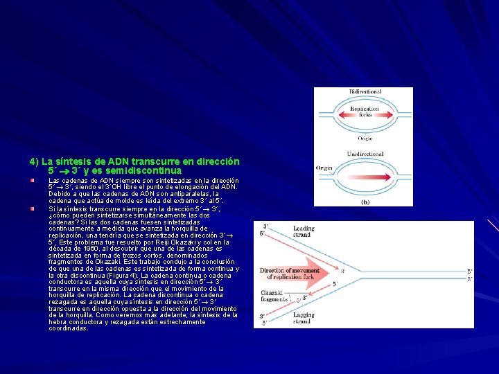 4) La síntesis de ADN transcurre en dirección 5´ 3´ y es semidiscontinua Las