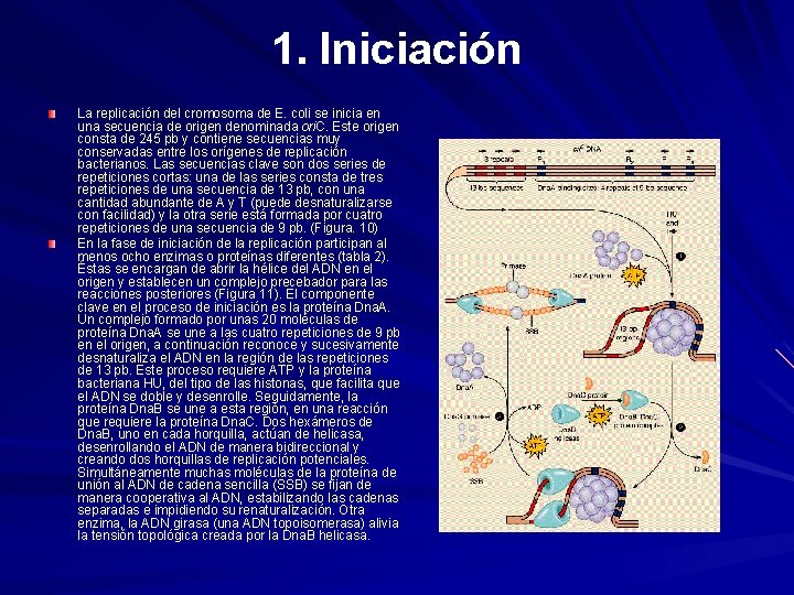 1. Iniciación La replicación del cromosoma de E. coli se inicia en una secuencia