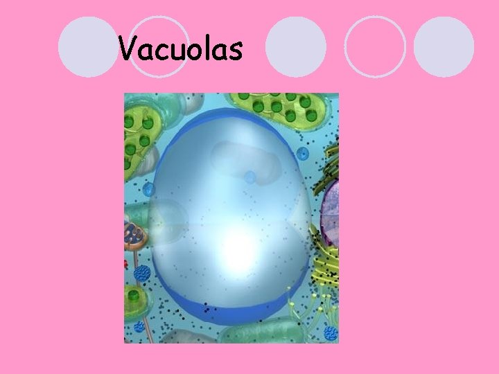 Vacuolas 