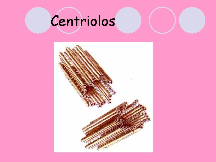 Centriolos 