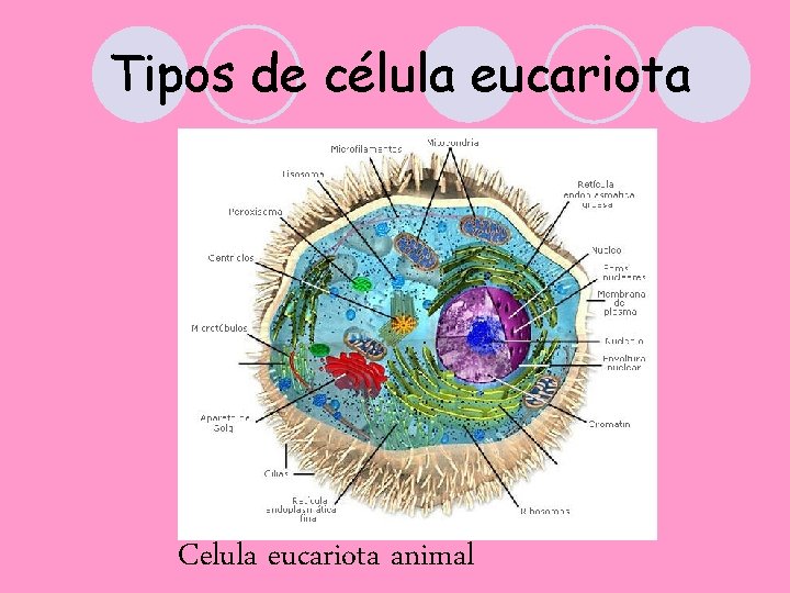 Tipos de célula eucariota Celula eucariota animal 