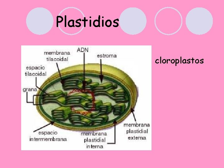 Plastidios cloroplastos 