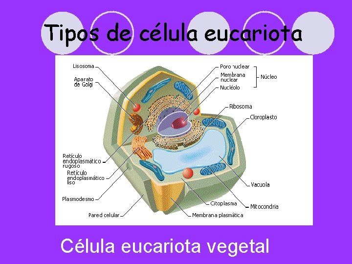 Tipos de célula eucariota Célula eucariota vegetal 