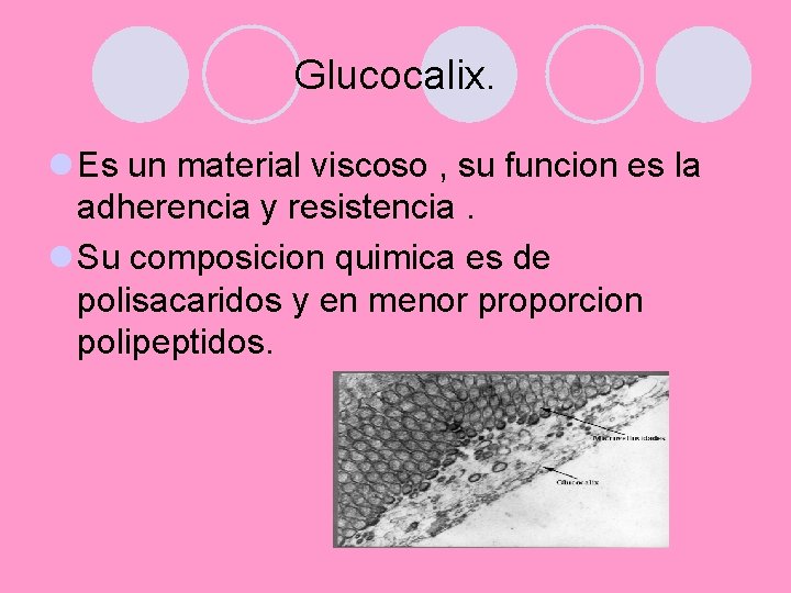 Glucocalix. l Es un material viscoso , su funcion es la adherencia y resistencia.