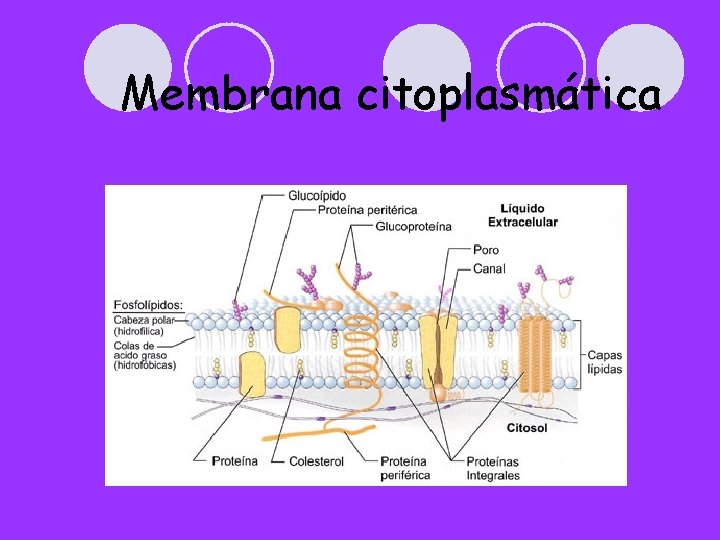 Membrana citoplasmática 