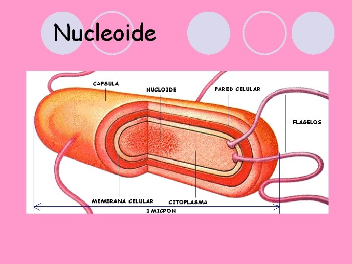 Nucleoide 