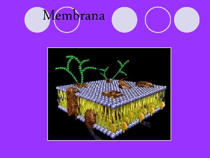 Membrana 