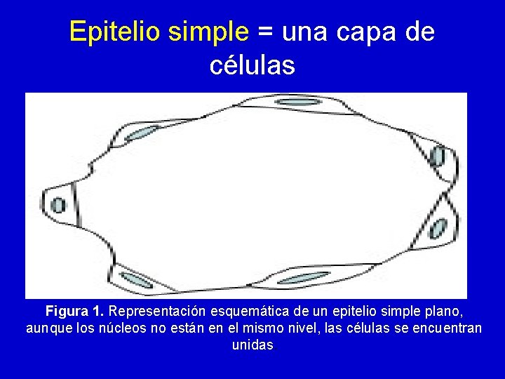 Epitelio simple = una capa de células Figura 1. Representación esquemática de un epitelio