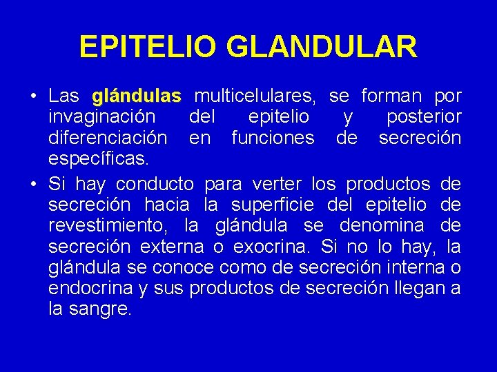EPITELIO GLANDULAR • Las glándulas multicelulares, se forman por invaginación del epitelio y posterior