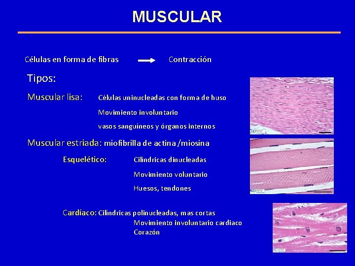 MUSCULAR Células en forma de fibras Contracción Tipos: Muscular lisa: Células uninucleadas con forma