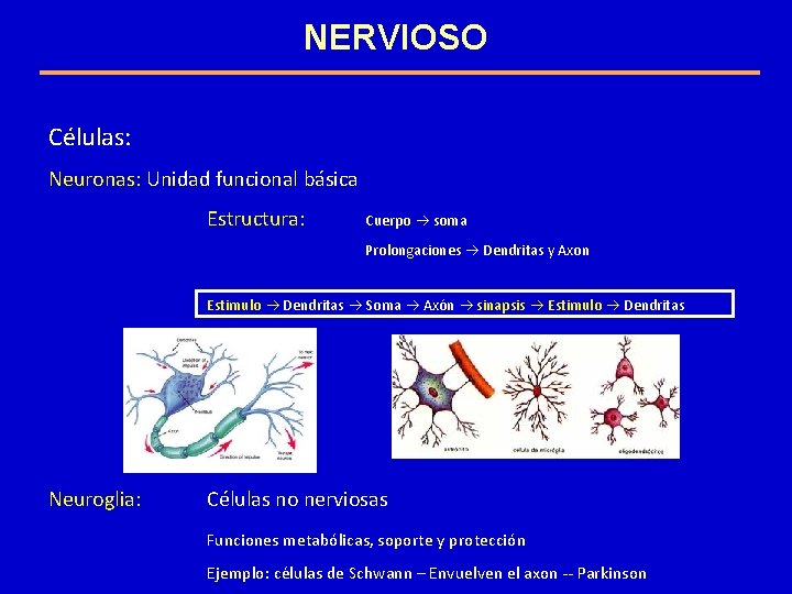 NERVIOSO Células: Neuronas: Unidad funcional básica Estructura: Cuerpo soma Prolongaciones Dendritas y Axon Estimulo