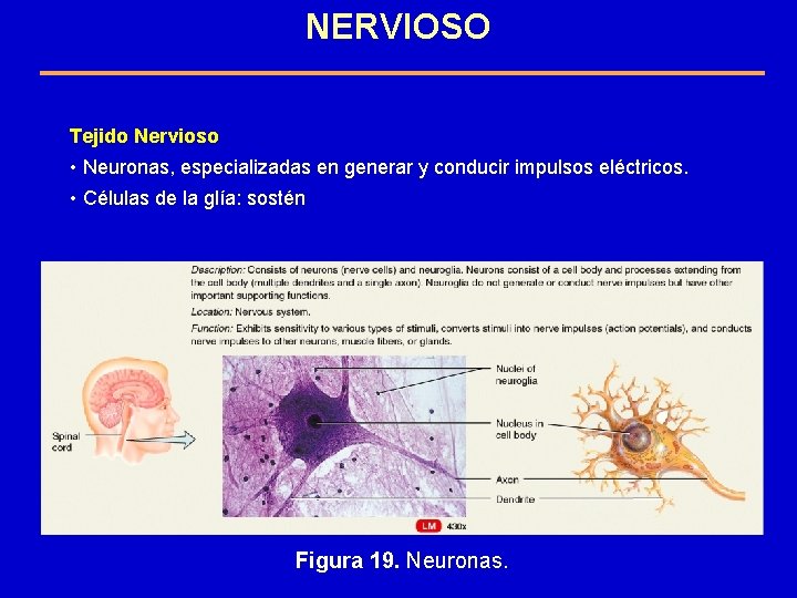 NERVIOSO Tejido Nervioso • Neuronas, especializadas en generar y conducir impulsos eléctricos. • Células