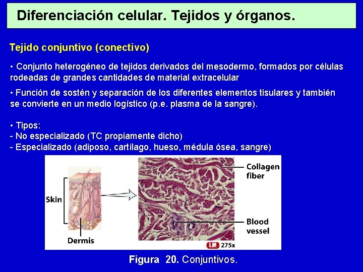 Diferenciación celular. Tejidos y órganos. Tejido conjuntivo (conectivo) • Conjunto heterogéneo de tejidos derivados