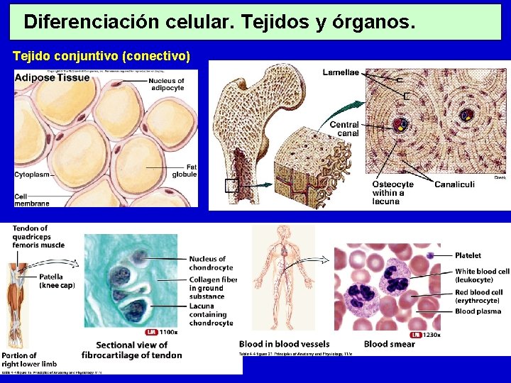 Diferenciación celular. Tejidos y órganos. Tejido conjuntivo (conectivo) 