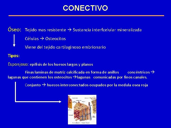 CONECTIVO Óseo: Tejido mas resistente Sustancia interfcelular mineralizada Células Osteocitos Viene del tejido cartilaginoso