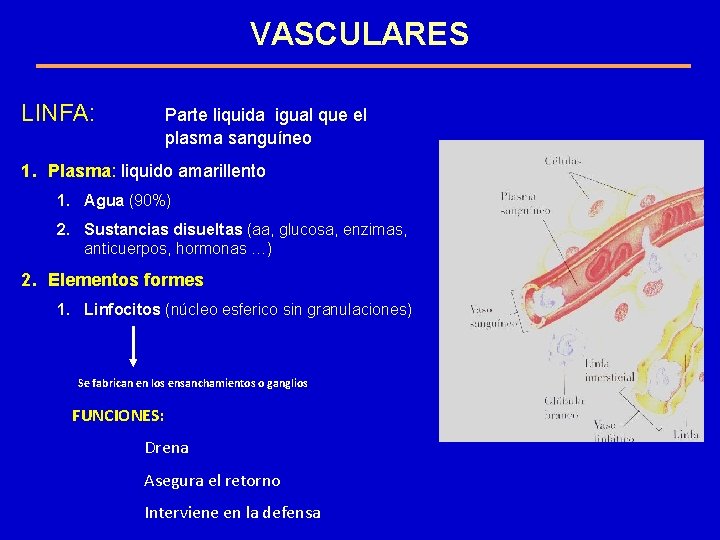 VASCULARES LINFA: Parte liquida igual que el plasma sanguíneo 1. Plasma: liquido amarillento 1.