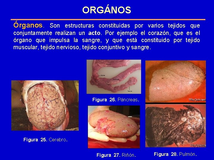 ORGÁNOS Órganos. Son estructuras constituidas por varios tejidos que conjuntamente realizan un acto. Por ORGÁNOS Órganos. Son estructuras constituidas por varios tejidos que conjuntamente realizan un acto. Por