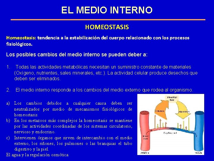 EL MEDIO INTERNO HOMEOSTASIS Homeostasis: tendencia a la estabilización del cuerpo relacionado con los