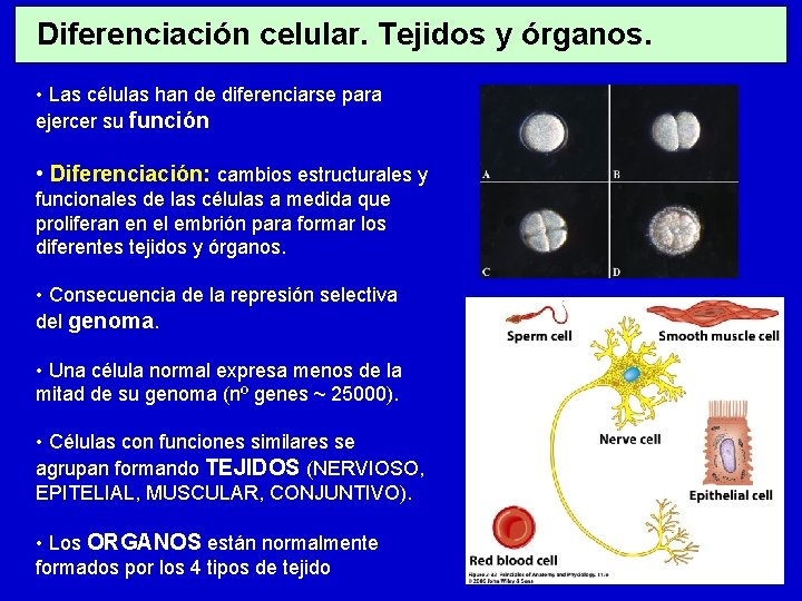 Diferenciación celular. Tejidos y órganos. • Las células han de diferenciarse para ejercer su