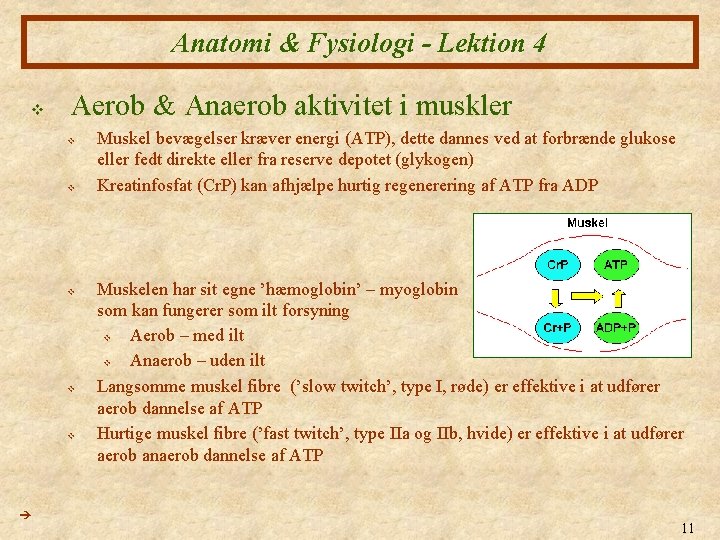 Anatomi & Fysiologi - Lektion 4 v Aerob & Anaerob aktivitet i muskler v