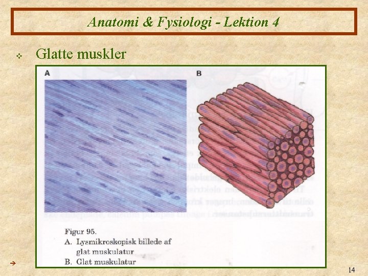 Anatomi & Fysiologi - Lektion 4 v Glatte muskler 14 