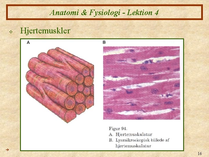 Anatomi & Fysiologi - Lektion 4 v Hjertemuskler 16 