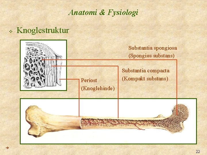 Anatomi & Fysiologi v Knoglestruktur Substantia spongiosa (Spongiøs substans) Periost (Knoglehinde) Substantia compacta (Kompakt