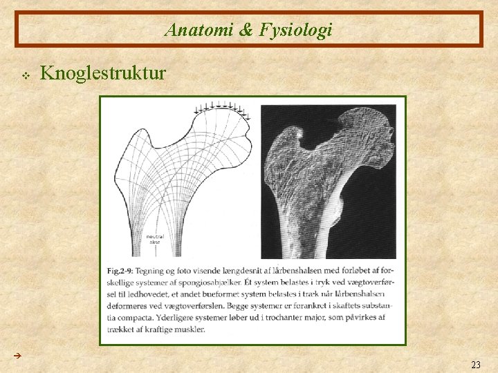 Anatomi & Fysiologi v Knoglestruktur 23 