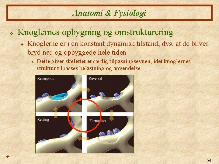 Anatomi & Fysiologi v Knoglernes opbygning og omstrukturering v Knoglerne er i en konstant