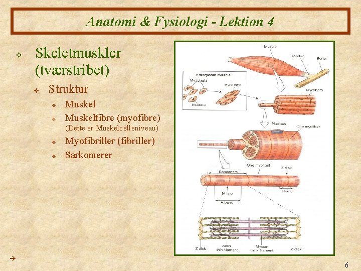 Anatomi & Fysiologi - Lektion 4 v Skeletmuskler (tværstribet) v Struktur v v Muskelfibre