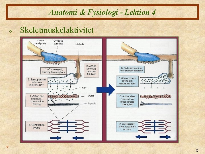 Anatomi & Fysiologi - Lektion 4 v Skeletmuskelaktivitet 8 