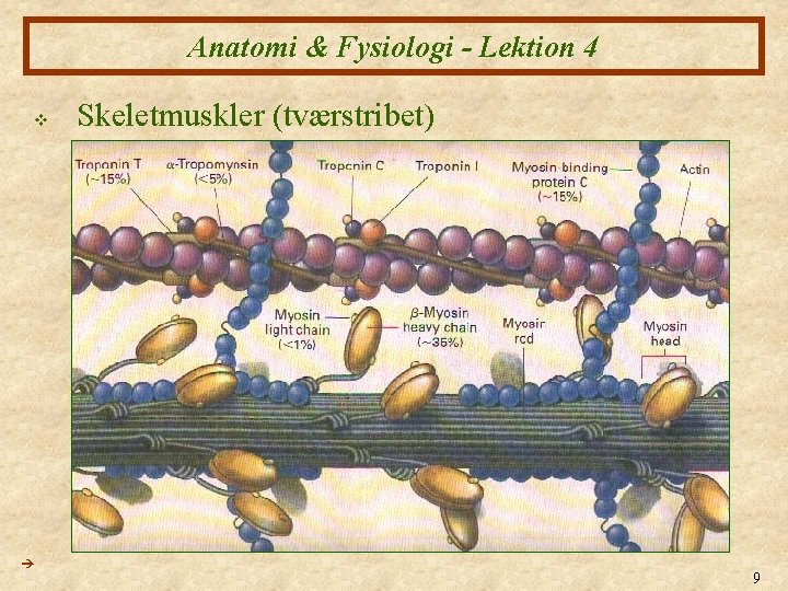 Anatomi & Fysiologi - Lektion 4 v Skeletmuskler (tværstribet) 9 