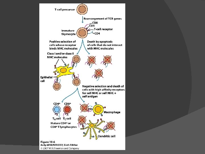 T Cell Development Path Chapter 9 Tcell Development Dr Capers IMMUNOLOGY Kindt
