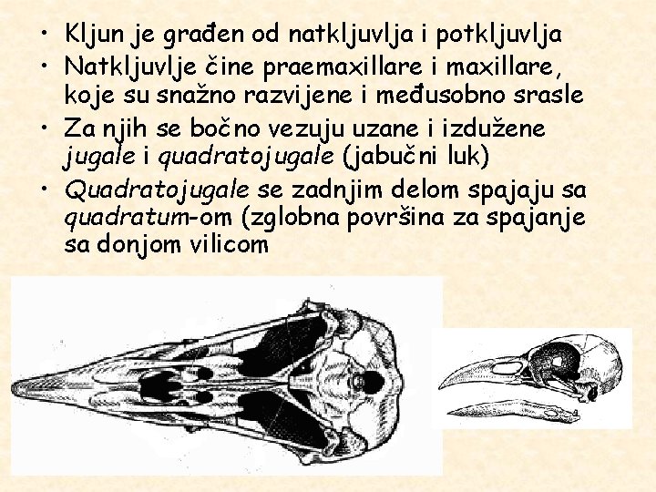  • Kljun je građen od natkljuvlja i potkljuvlja • Natkljuvlje čine praemaxillare i