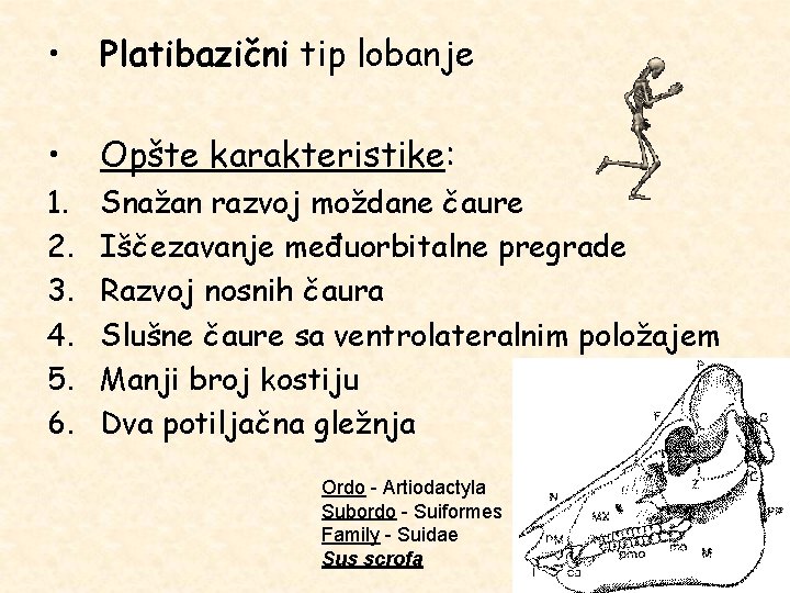  • Platibazični tip lobanje • Opšte karakteristike: 1. 2. 3. 4. 5. 6.