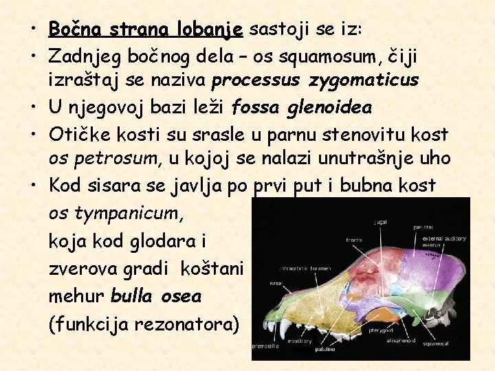  • Bočna strana lobanje sastoji se iz: • Zadnjeg bočnog dela – os