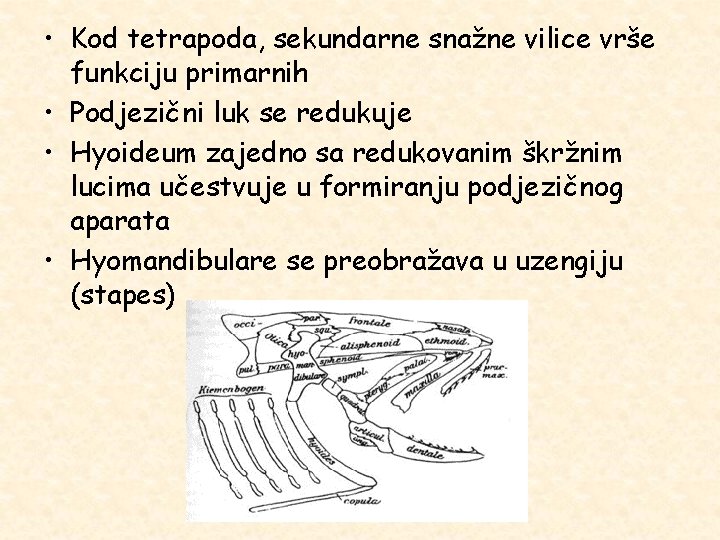  • Kod tetrapoda, sekundarne snažne vilice vrše funkciju primarnih • Podjezični luk se