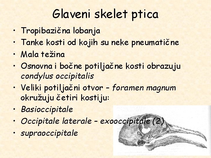 Glaveni skelet ptica • • Tropibazična lobanja Tanke kosti od kojih su neke pneumatične