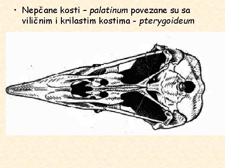  • Nepčane kosti – palatinum povezane su sa viličnim i krilastim kostima -