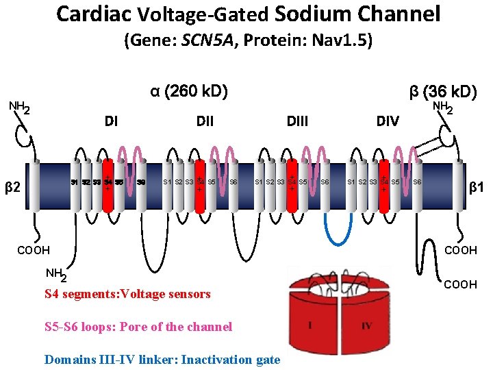 Cardiac Voltage-Gated Sodium Channel (Gene: SCN 5 A, Protein: Nav 1. 5) α (260