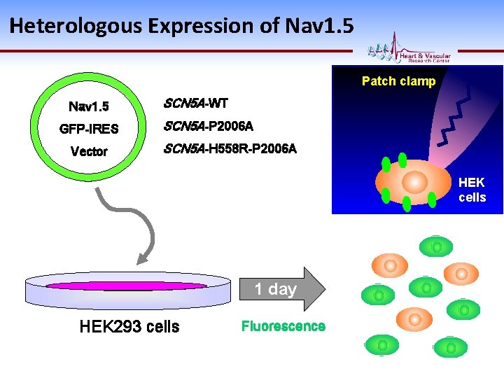 Heterologous Expression of Nav 1. 5 Patch clamp Nav 1. 5 GFP-IRES Vector SCN